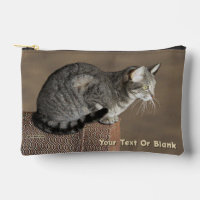 Smoky Gray Tabby Cat