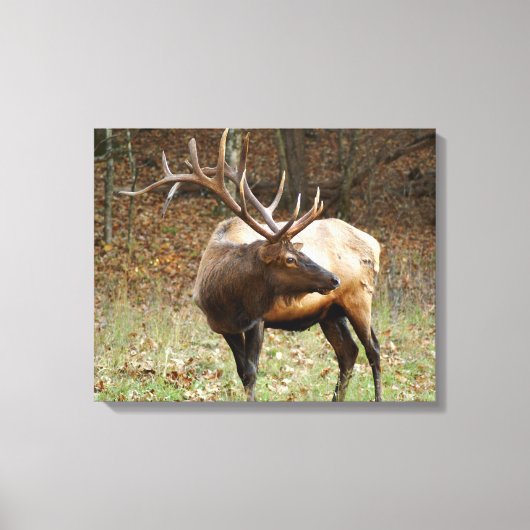 Smoky Mountain Elk Leinwand (Vorderseite)