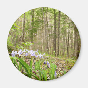 Smoky Mountain Trail im Frühling Magnet
