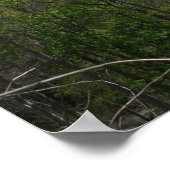 Smokygebirge in der Frühjahrslandschaft Poster (Ecke)