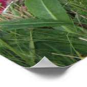 Smoochie Poster (Ecke)