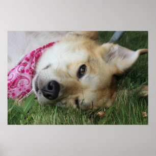 Smoochie Poster