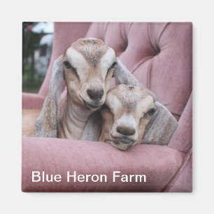 Smooshie Baby-Ziegen-Magnet Magnet