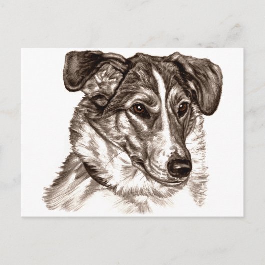 Smooth Collie Portrait Postkarte (Vorderseite)