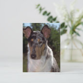 Smooth Collie Postkarte (Stehend Vorderseite)