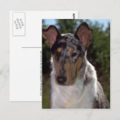 Smooth Collie Postkarte (Vorne/Hinten)