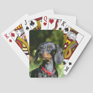 Smooth-haired Miniature Dachshund 3 Spielkarten