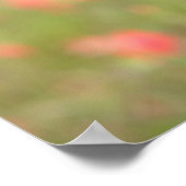 Smooth-haired Miniature Dachshund Puppy Looking at Poster (Ecke)