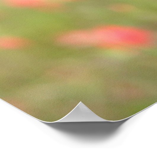 Smooth-haired Miniature Dachshund Puppy Looking at Poster (Ecke)