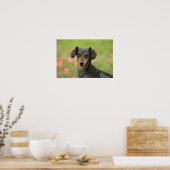 Smooth-haired Miniature Dachshund Puppy Looking at Poster (Küche)