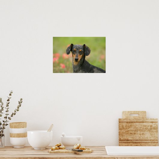 Smooth-haired Miniature Dachshund Puppy Looking at Poster (Küche)