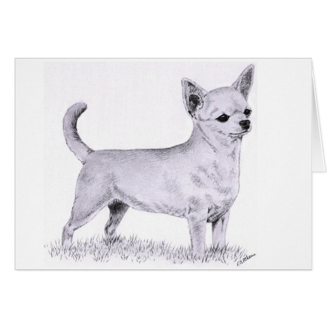 Smoothcoat Chihuahua - stehend (Vorderseite (Horizontal))
