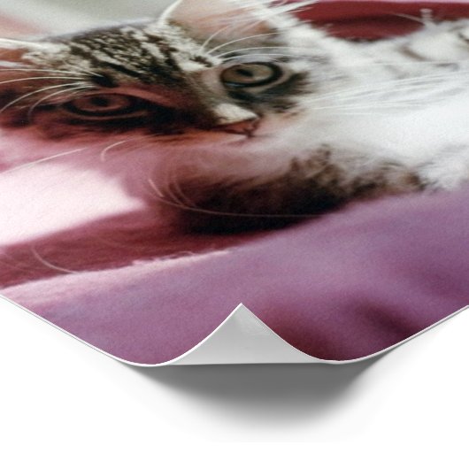 Smug Kitten Poster (Ecke)