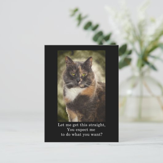 Smug Kitty - Was Will du? Postkarte (Stehend Vorderseite)