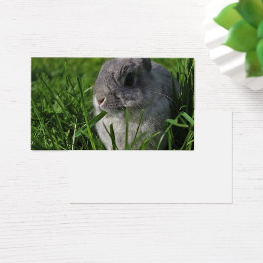 Snack Time (Schreibtisch)