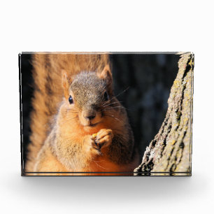 Snack-Zeit Fotoblock