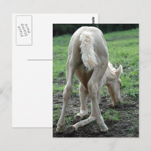 Snacking Colt Postkarte (Vorne/Hinten)