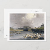 Snacks (versunkene Bäume) auf dem Missouri, Platte Postkarte (Vorne/Hinten)