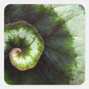 Snail Begonia Leaf Quadratischer Aufkleber