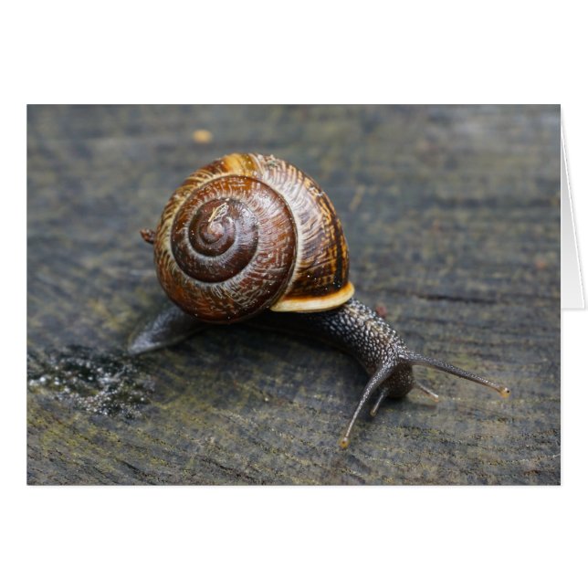 Snail Card - HAMbyWhiteGlove (Vorderseite (Horizontal))