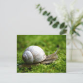Snail Foto Postcard Postkarte (Stehend Vorderseite)