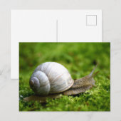 Snail Foto Postcard Postkarte (Vorne/Hinten)