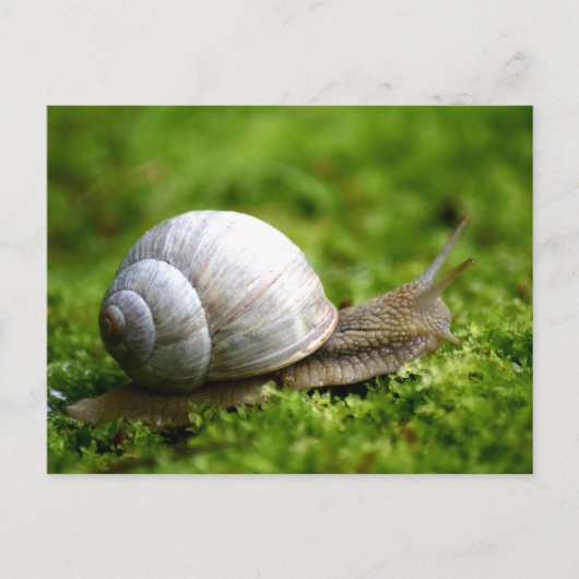 Snail Foto Postcard Postkarte (Vorderseite)