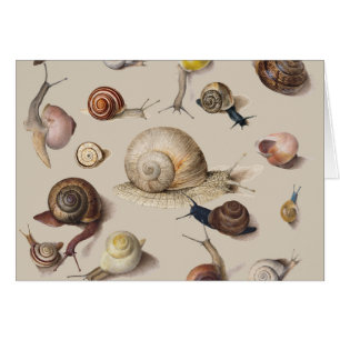 Snail Garden Haustier Gastropod Seven Lug Botanisc