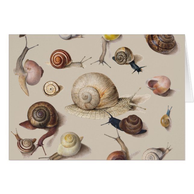 Snail Garden Haustier Gastropod Seven Lug Botanisc (Vorderseite (Horizontal))