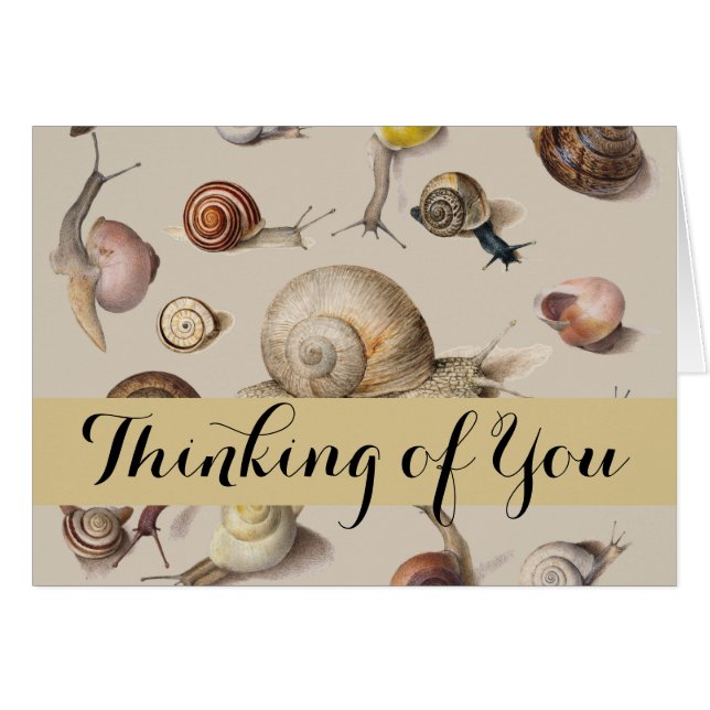 Snail Garden Haustier Gastropod Seven Lug Botanisc (Vorderseite (Horizontal))