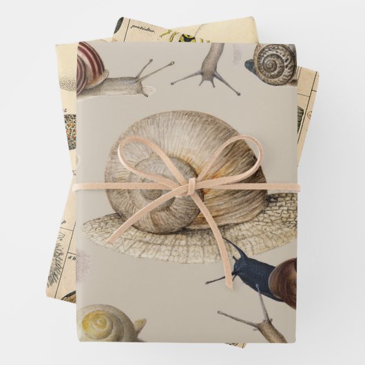 Snail Garden Haustier Gastropod Seven Lug Botanisc Geschenkpapier Set (Beispiel)