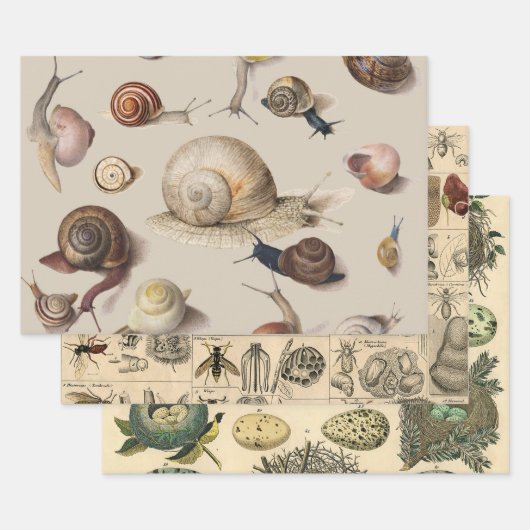 Snail Garden Haustier Gastropod Seven Lug Botanisc Geschenkpapier Set (Set)