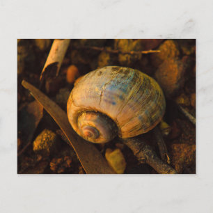 Snail Muschel auf Rocky Shore Sunset Postkarte