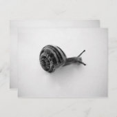 Snail Postcard (Vorne/Hinten)