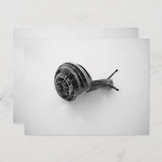 Snail Postcard (Vorne/Hinten)