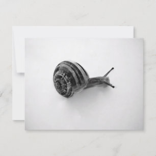 Snail Postcard