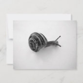 Snail Postcard Einladung (Vorderseite)
