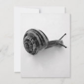 Snail Postcard Einladung (Rückseite)