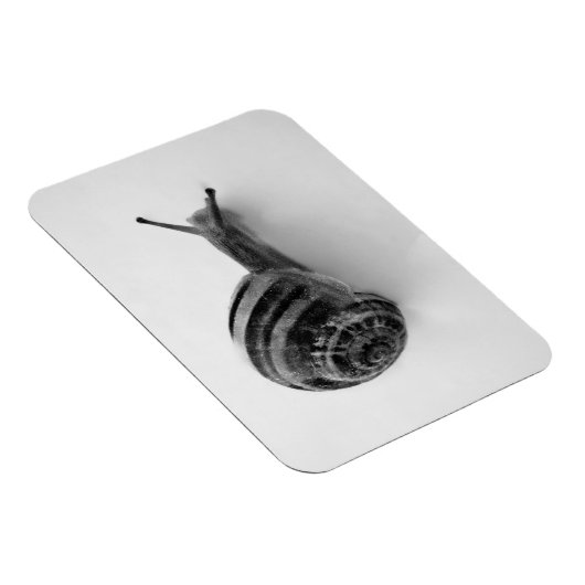 Snail Postcard Magnet (Rechte Seite)