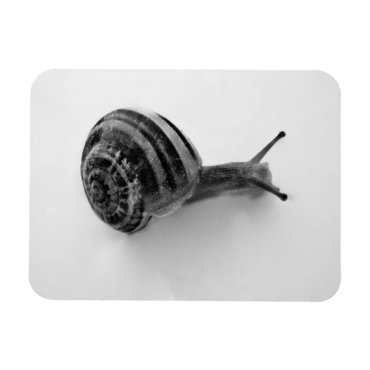 Snail Postcard Magnet (Horizontal)