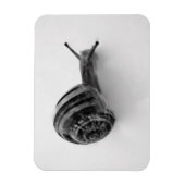 Snail Postcard Magnet (Vertikal)