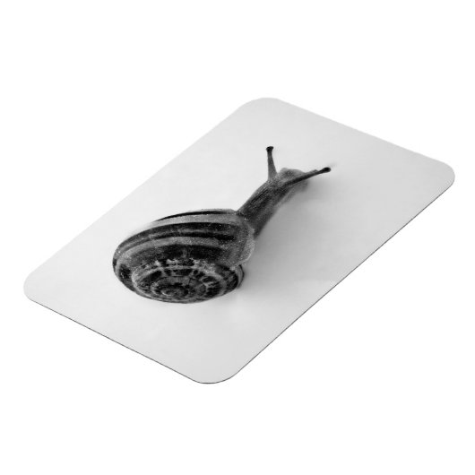 Snail Postcard Magnet (Linke Seite)