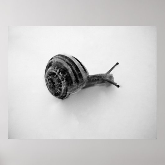 Snail Postcard Poster (Vorne)