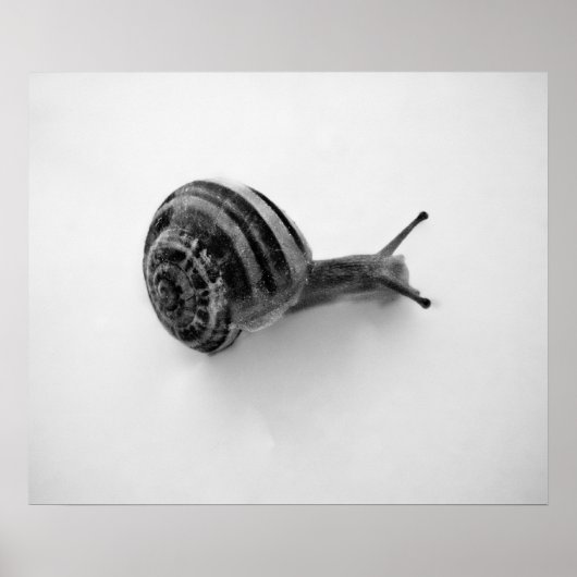 Snail Postcard Poster (Vorne)