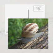 Snail Postcard Postkarte (Vorne/Hinten)