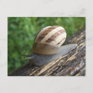 Snail Postcard Postkarte