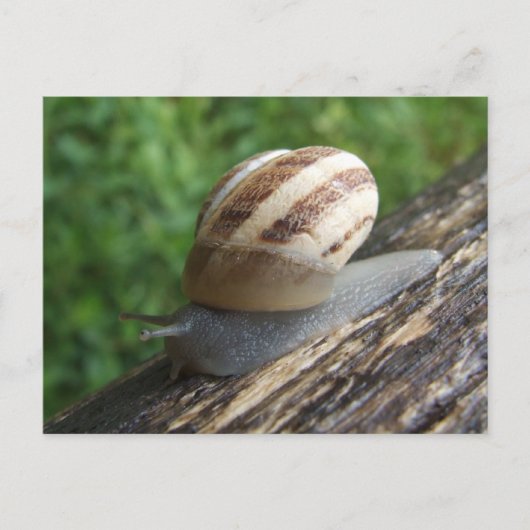 Snail Postcard Postkarte (Vorderseite)