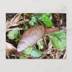 Snail Postkarte Postüberweisung