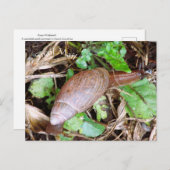 Snail Postkarte Postüberweisung (Vorne/Hinten)