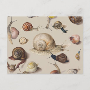 Snail Slug Garden Haustier Gastropod Botanische Sc Postkarte